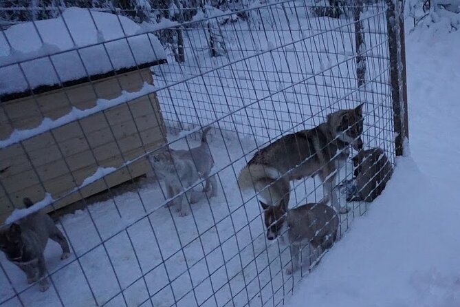 10 km Authentic Husky Safari in the Taiga Forest – Family Kennel - Pickup from Rovaniemi and the long drive north