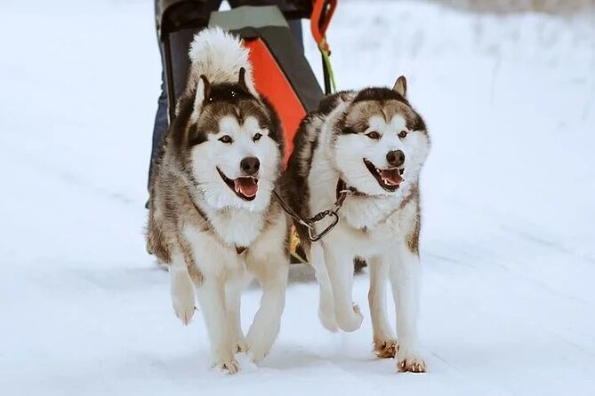 10 km Authentic Husky Safari in the Taiga Forest – Family Kennel - Time with the dogs after the run