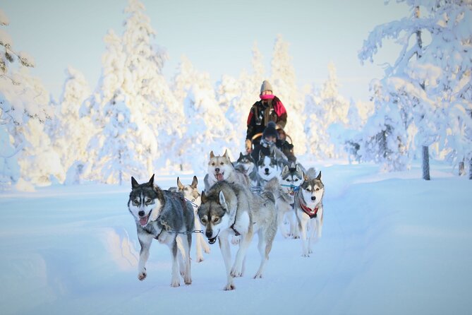10 km Authentic Husky Safari in the Taiga Forest – Family Kennel - Meeting the dogs before the sled ride