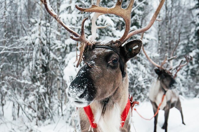 2km Sleigh Ride & Feeding Experience at Traditional Reindeer Farm - The 2km reindeer sleigh ride