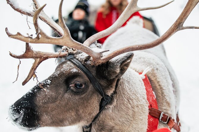 2km Sleigh Ride & Feeding Experience at Traditional Reindeer Farm - Who will enjoy this experience most