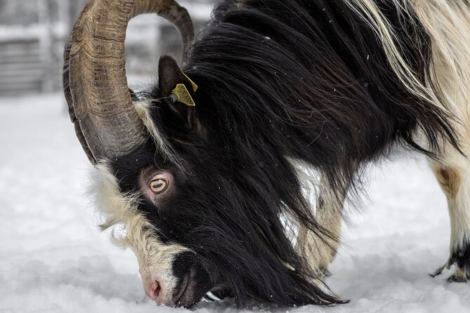 8-10km Husky Ride in the Taiga and Visit Other Farm Animals - Why the cold deserves serious planning