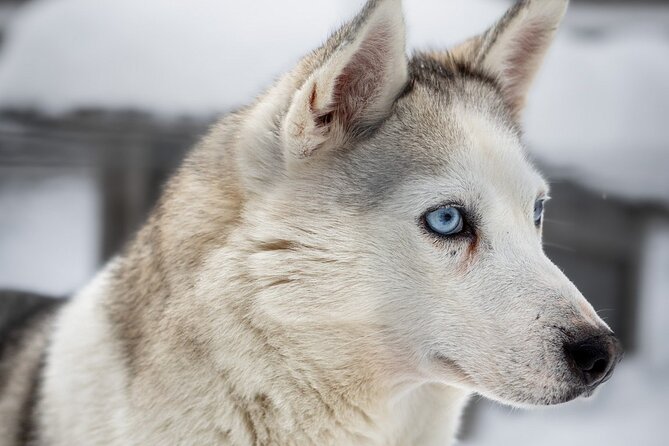 8-10km Husky Ride in the Taiga and Visit Other Farm Animals - Sitting by the fire with the mushers
