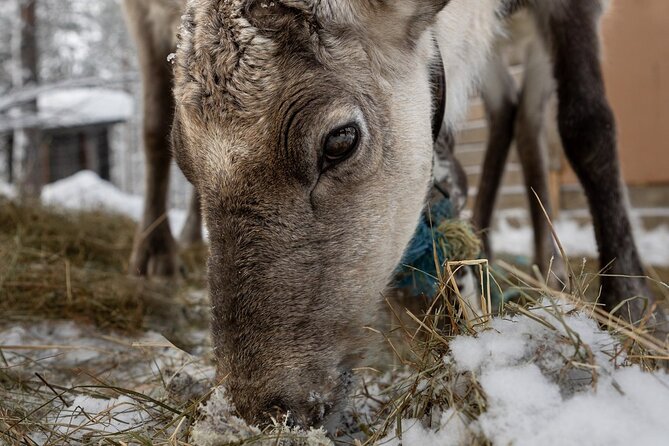 8-10km Husky Ride in the Taiga and Visit Other Farm Animals - What the $272.83 price includes