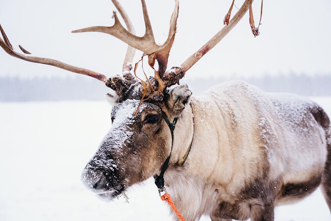 Apukka Reindeer Journey - Key points at a glance