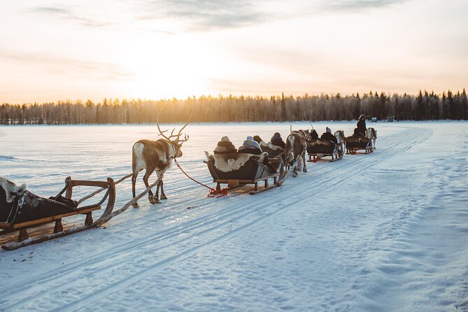 Apukka Reindeer Journey - A quiet ride into the snowy forest