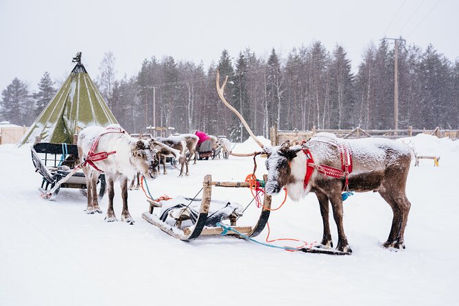 Apukka Reindeer Journey - The reindeer-drawn sleigh through the forest
