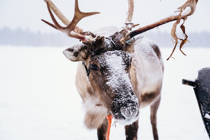 Apukka Reindeer Journey - How much value do you get for $215.54?