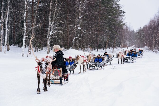 Apukka Reindeer Journey - Meeting the reindeer before the sleigh ride