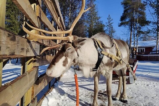 Arctic Animals Adventure with Lunch Buffet - A three-part Lapland day from Rovaniemi