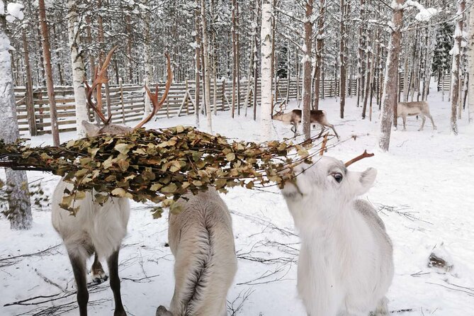 Arctic Animals Adventure with Lunch Buffet - Husky and reindeer rides from 9:00 a.m.
