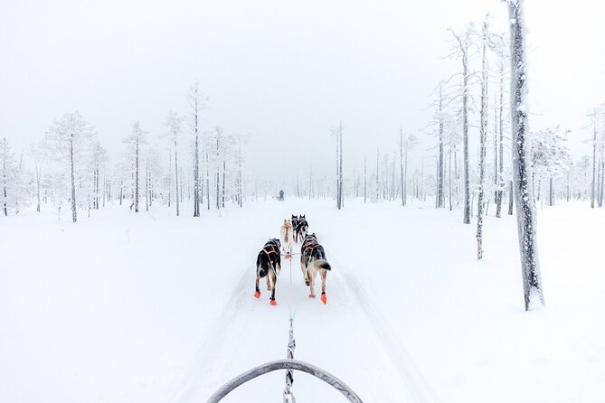 Arctic Animals Adventure with Lunch Buffet - Ranua Wildlife Park from 2:00 to 4:00 p.m.