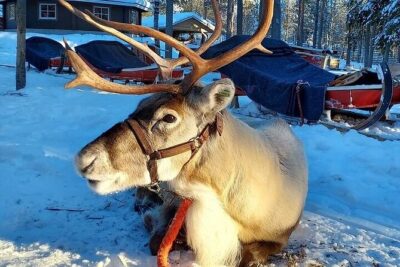 Arctic Animals Adventure with Lunch Buffet