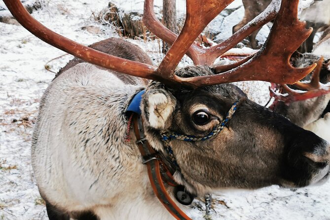 Arctic Animals Adventure with Lunch Buffet - Why the guides matter on this particular route