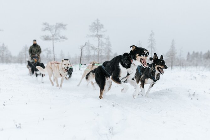 Arctic Animals Adventure with Lunch Buffet - Group size, clothing, and timing