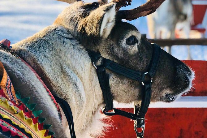 Arctic Animals Adventure with Lunch Buffet - Should you book the Arctic Animals Adventure?