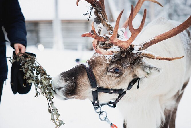 Arctic Circle Highlights Family Day - What this Rovaniemi family tour actually delivers