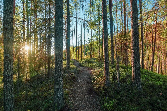 Arctic Wilderness Hike with Fire-making - Reading footprints and understanding the forest