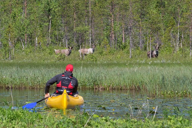 Authentic Reindeer Farm and Canoe Experience from Rovaniemi - Reindeer first, canoe second
