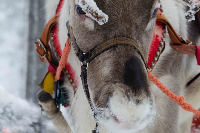 Authentic Reindeer Farm Experience in Rovaniemi - Key points at a glance