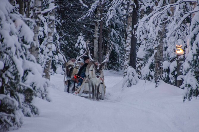 Authentic Reindeer Farm Experience in Rovaniemi - Watching the morning feeding