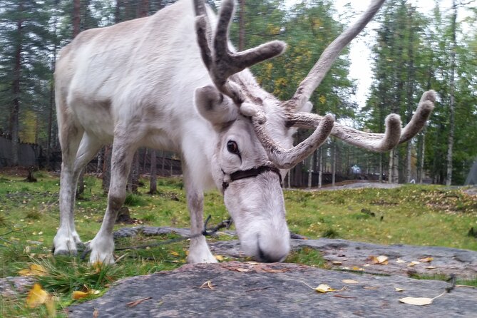 Authentic Reindeer Farm Experience in Rovaniemi - Tea, biscuits, and a traditional hut