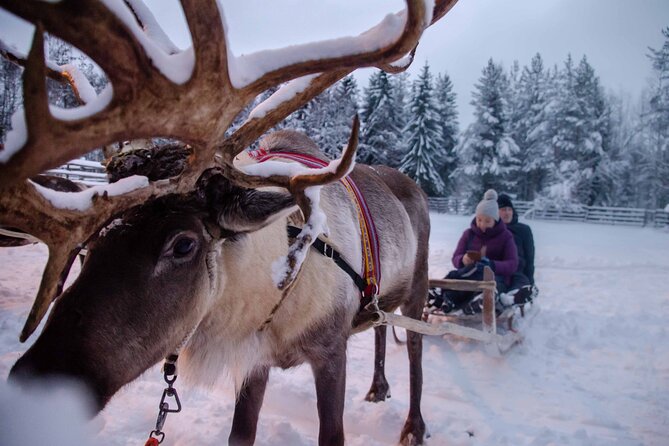 Authentic Reindeer Farm Experience in Rovaniemi - Why the small group changes the experience
