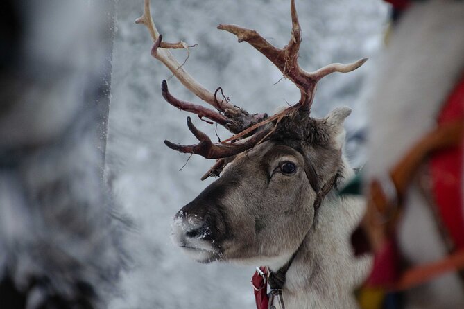 Authentic Reindeer Farm Experience in Rovaniemi - Who will get the most from this experience?