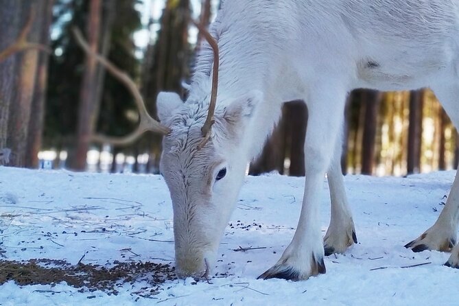 Authentic Reindeer Farm Experience in Rovaniemi - Meeting the herders and their animals