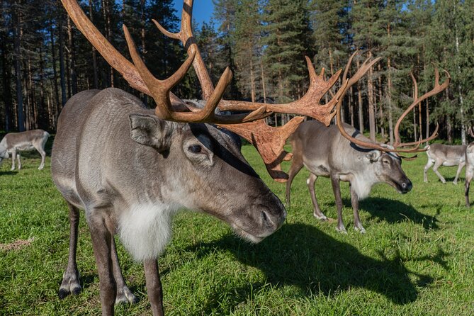 Bear and Arctic Animals 2 Day Trip from Rovaniemi - What the $939.94 price includes
