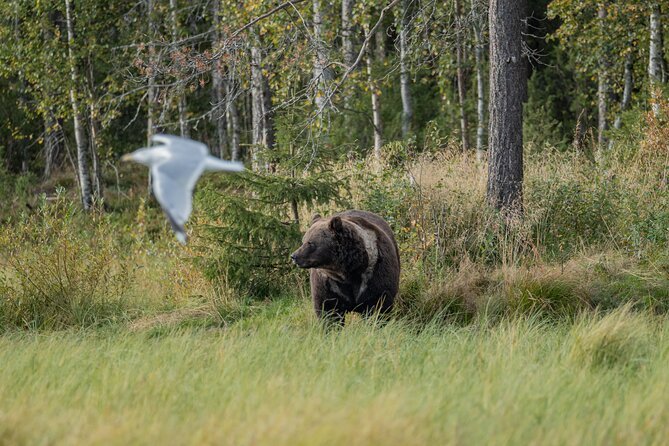 Bear and Arctic Animals 2 Day Trip from Rovaniemi - Small group size and guide support