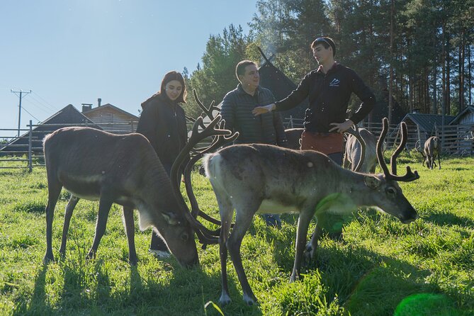 Bear and Arctic Animals 2 Day Trip from Rovaniemi - Day one begins with reindeer in Rovaniemi