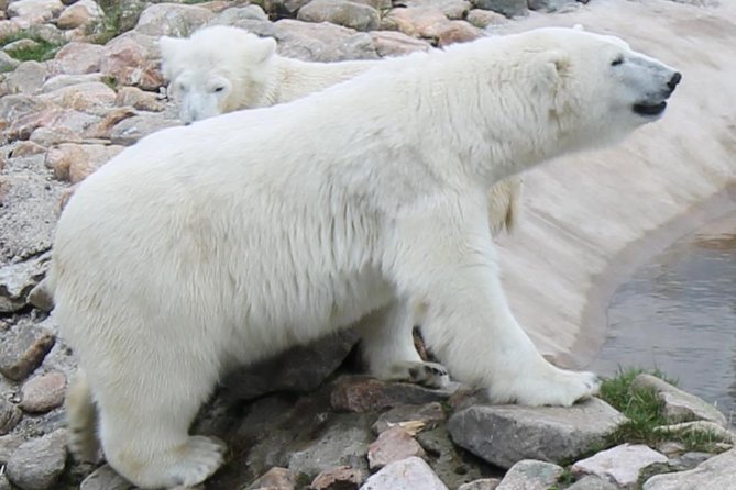 Bus to Ranua Zoo from Rovaniemi - Why Ranua makes a good day trip from Rovaniemi