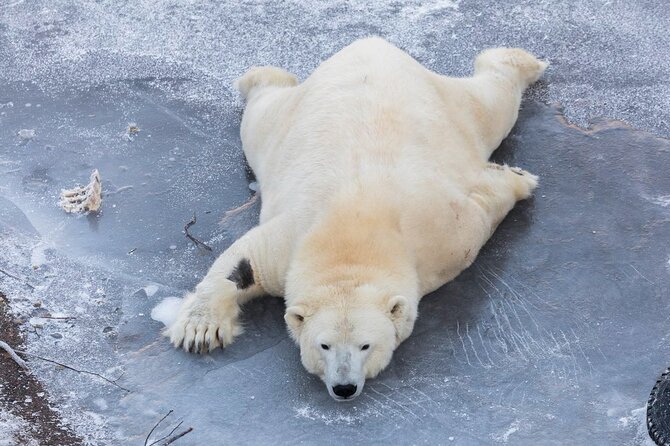 Bus to Ranua Zoo from Rovaniemi - What your three hours at Ranua Wildlife Park are like
