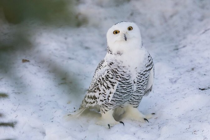 Bus to Ranua Zoo from Rovaniemi - Weather, timing, and practical planning