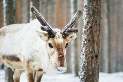 Cross-Country Skiing Trip