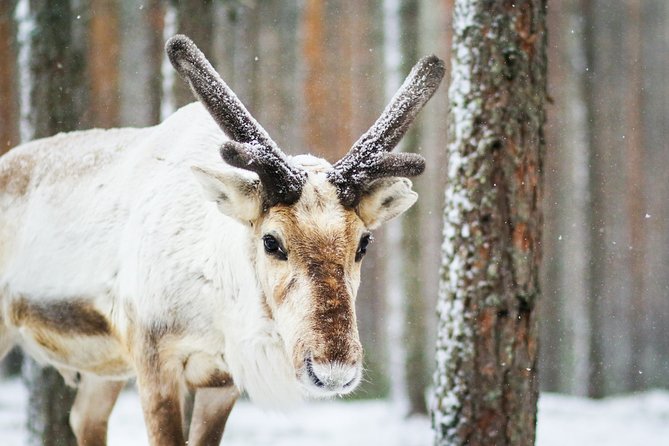 Cross-Country Skiing Trip - Three hours among Rovaniemi’s snowy forests
