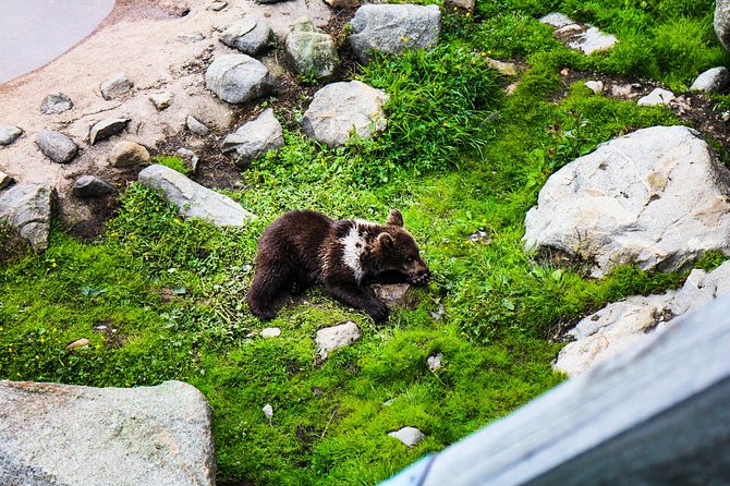 Day Trip to Ranua Arctic Wildlife Park from Rovaniemi - Why Ranua makes a good day trip from Rovaniemi