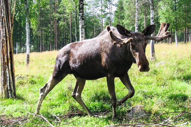 Day Trip to Ranua Arctic Wildlife Park from Rovaniemi - Brown bears, wolves, and the value of free time