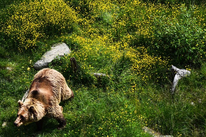 Day Trip to Ranua Arctic Wildlife Park from Rovaniemi - Barbecue lunch and the practical value of an included meal