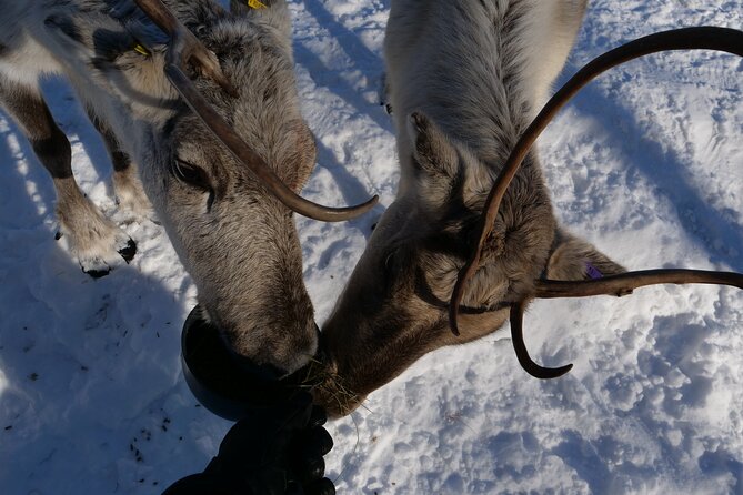 Discover Inari: Reindeer Farm, Siida Museum & Open Fire Lunch - Why this Inari day works so well