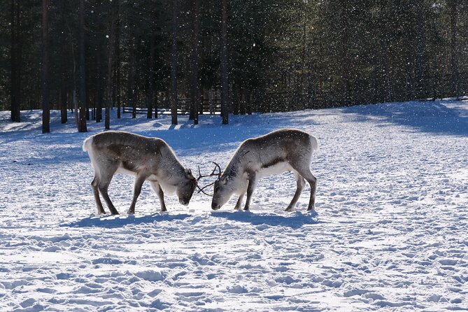 Discover Inari: Reindeer Farm, Siida Museum & Open Fire Lunch - Starting at Siida Museum