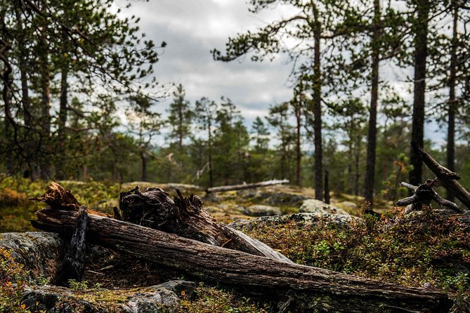 Explore the Wilderness (Summer & Autumn) - Why this Rovaniemi photo trip is different