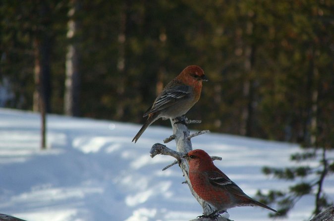 Explore Winter Woods: Snowshoe walk with local Biologist - Timing, weather, and what to expect