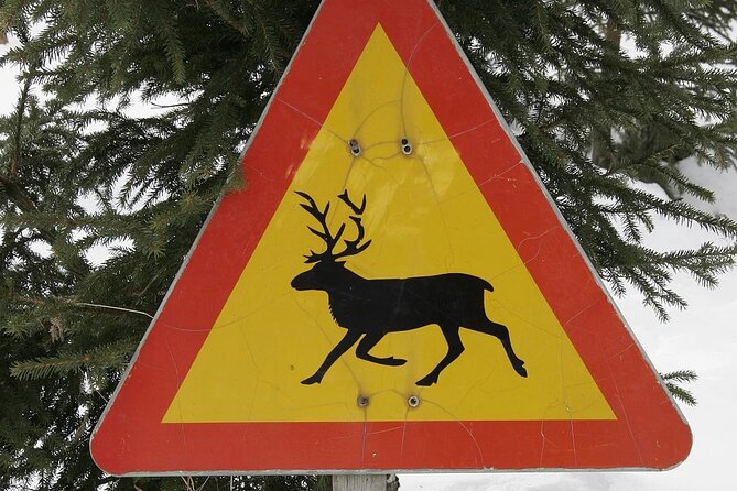 Forest Trail Reindeer Safari - Why a reindeer sleigh feels different in Rovaniemi