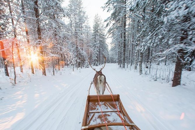 Forest Trail Reindeer Safari - The forest ride, at about 2 kilometers