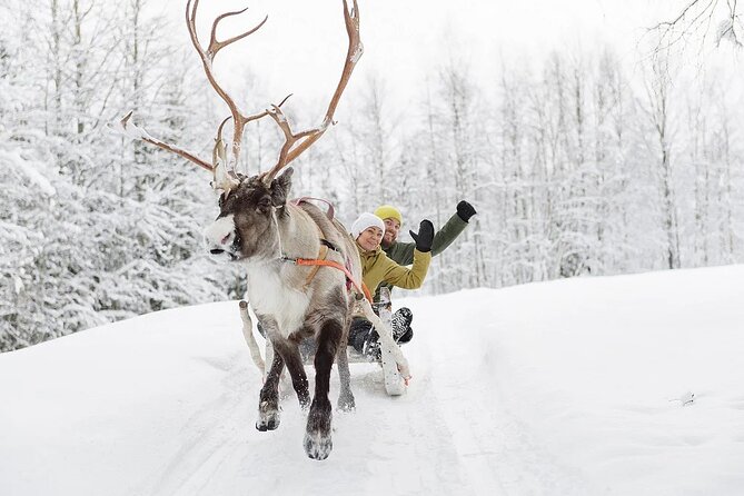 Forest Trail Reindeer Safari - How the price compares with the experience
