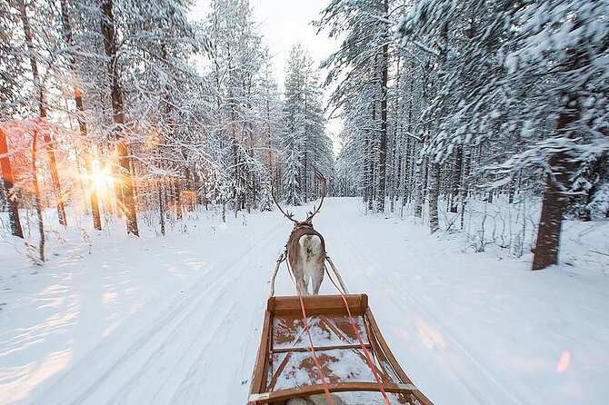 Forest Trail Reindeer Safari - Group size, timing, and the feel of the visit