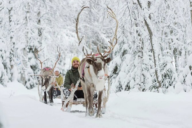 Forest Trail Reindeer Safari - Meeting the reindeer and learning the basics