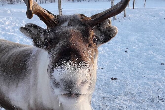 From Ivalo: Ice Fishing Safari to Lake Inari, reindeers & lunch - Practical details that make the morning easier